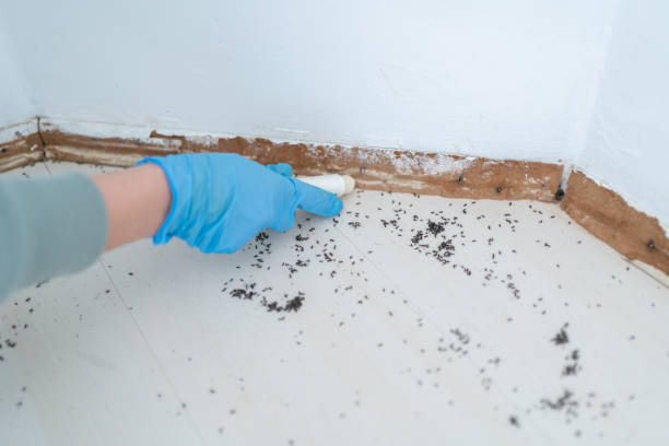Best Bed Bug Extermination  in Lewisville, WA